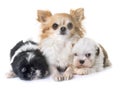 Puppies shih tzu and chihuahua