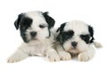 Puppies shih tzu