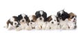 Puppies shih tzu