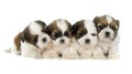 Puppies shih tzu