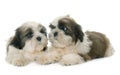 Puppies shih tzu