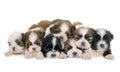 Puppies shih tzu