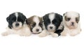 Puppies shih tzu