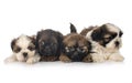 Puppies Shih Tzu in studio