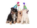 Puppies Singing Happy Birthday Wearing Party Hats Royalty Free Stock Photo