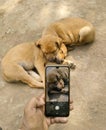 Puppies sleep great view its love of life