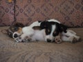 Puppies sleep on the old couch Royalty Free Stock Photo