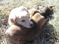 The Puppies sleeping on the grass Royalty Free Stock Photo