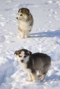 Puppies in snow Royalty Free Stock Photo