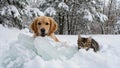 puppies in the snow Royalty Free Stock Photo
