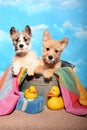 Puppies in a tub Royalty Free Stock Photo