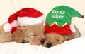 Puppies wearing holiday hats Royalty Free Stock Photo