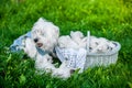 Puppies West Highland White Terrier in a basket with beautiful lights at background