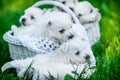 Seven Puppies West Highland White Terrier in a basket with beautiful lights at background