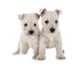 Puppies West Highland White Terrier