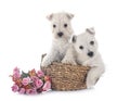 Puppies West Highland White Terrier