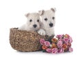 Puppies West Highland White Terrier