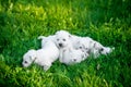 Puppies West Highland White Terrier lies in green grass