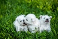 Puppies West Highland White Terrier lies in green grass