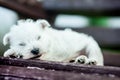 Puppies west highland white terrier westie dog on a wooden bench outdoors in park