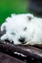 Puppies west highland white terrier westie dog on a wooden bench outdoors in park