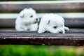 Puppies west highland white terrier westie dog on a wooden bench outdoors in park