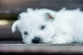 Puppies west highland white terrier westie dog on a wooden bench outdoors in park