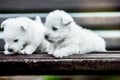 Puppies west highland white terrier westie dog on a wooden bench outdoors in park