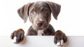 Puppies with white signs over their paws. Catahoula Lab Mix.