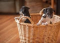 Puppies in wicker basket Royalty Free Stock Photo