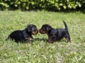 Puppies6 Royalty Free Stock Photo