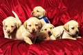 Puppies7 Royalty Free Stock Photo