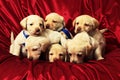 Puppies8 Royalty Free Stock Photo