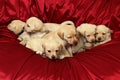 Puppies9 Royalty Free Stock Photo