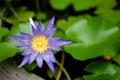 Pupple Lotus with green leaf Royalty Free Stock Photo