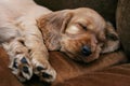 Puppy Royalty Free Stock Photo
