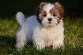Puppy Royalty Free Stock Photo