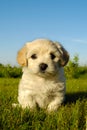 Puppy Royalty Free Stock Photo