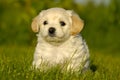 Puppy Royalty Free Stock Photo