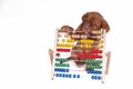 Puppy with Abacus Royalty Free Stock Photo