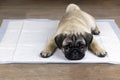 Puppy on absorbent litter Royalty Free Stock Photo