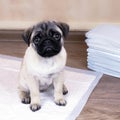 Puppy on absorbent litter Royalty Free Stock Photo