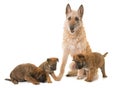 Puppy and adult belgian shepherd dog laekenois