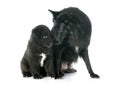 Puppy and adult groenendael