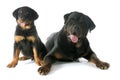 Puppy and adult rottweiler