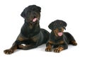 Puppy and adult rottweiler
