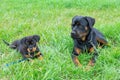 Puppy and adult rottweiler lying together in grass