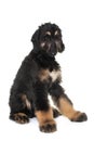Puppy afghan hound Royalty Free Stock Photo