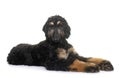 Puppy afghan hound Royalty Free Stock Photo