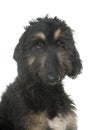 Puppy afghan hound Royalty Free Stock Photo